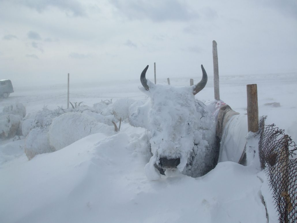 Environmental Poverty in Mongolia