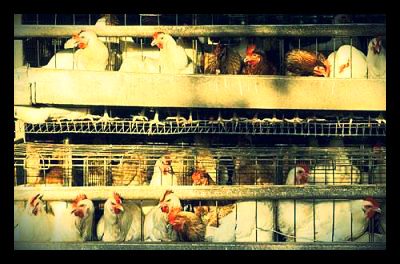Eunice_Namugerwa_TED_Uganda_chicken_farm
