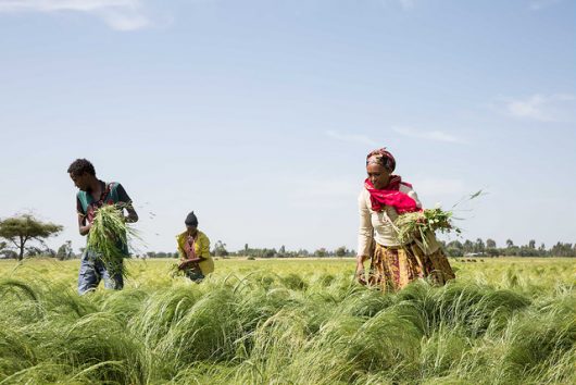 Facts and Figures in Ethiopia