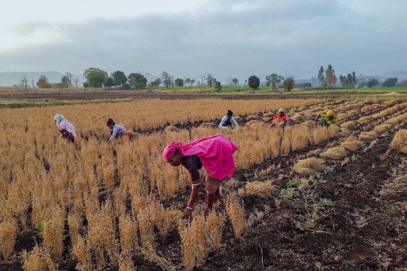  India’s Detrimental Farming Laws