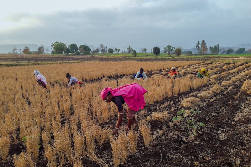  India’s Detrimental Farming Laws