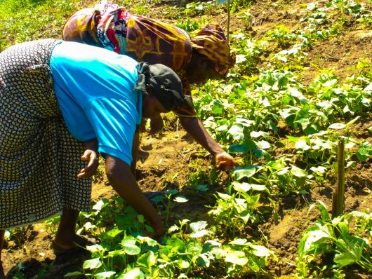 Farmers in Kenya