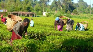 Nigerian Startup Fights High Food Costs