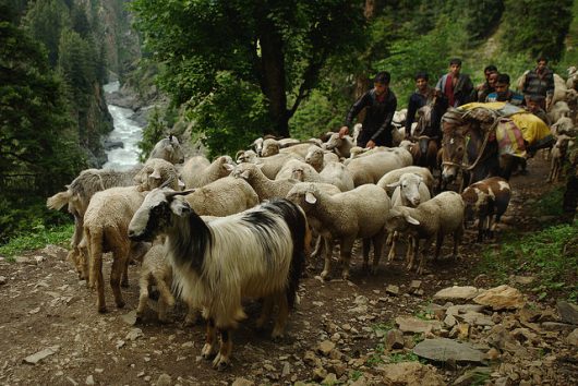 Farming in India