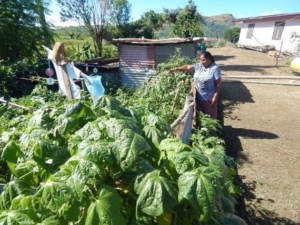 Fiji’s Sustainable Food Shifts