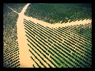 Flood Resistant Grass Hybrid Can Create Food Security
