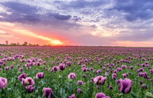 Floriculture in Ethiopia