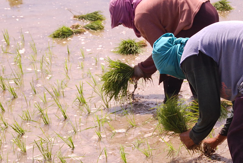 Food Security in the Philippines