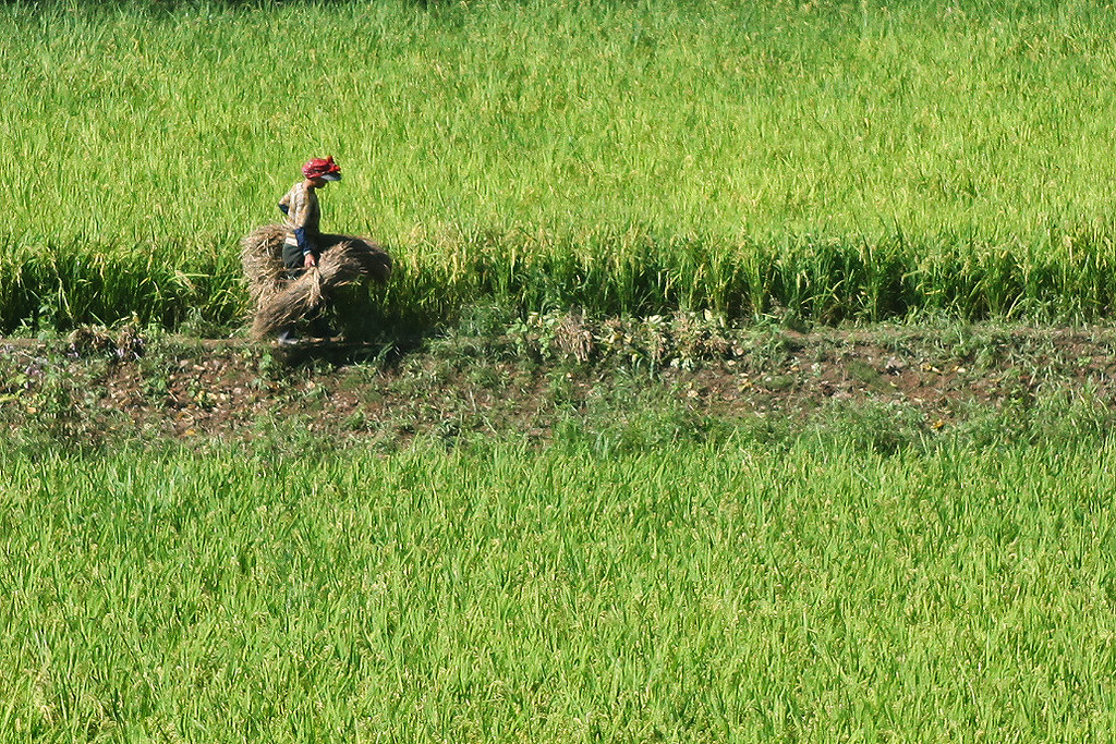 Food Systems in North Korea