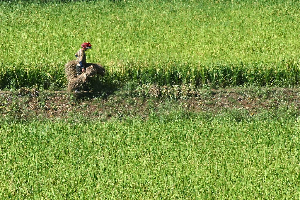 Food Systems in North Korea