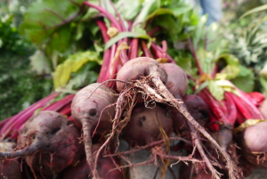 Food Systems in Tasmania