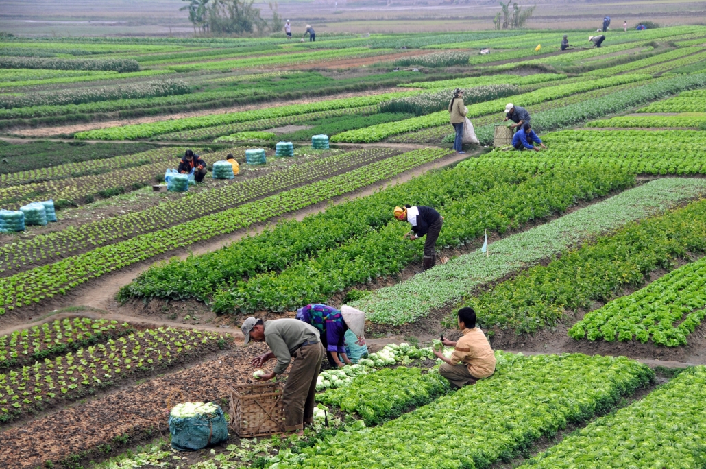 Food Systems in Vietnam