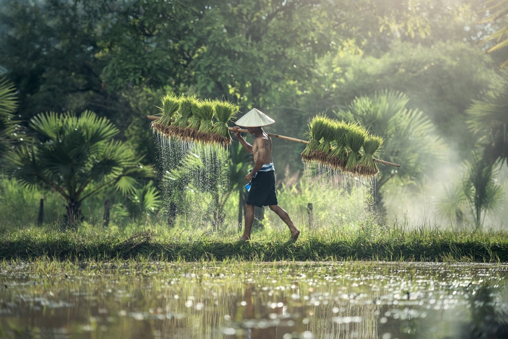 Rising Rice Prices in the Philippines 