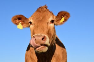 Foot-And-Mouth Disease in South Africa