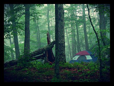 Forest Air_opt