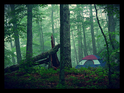 Forest Air_opt