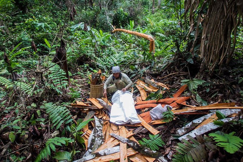 Forest Sustainability and Poverty Reduction 