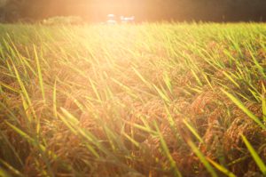 GM golden rice