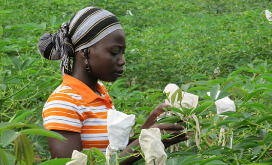 The Debate on GMOs in Nigeria