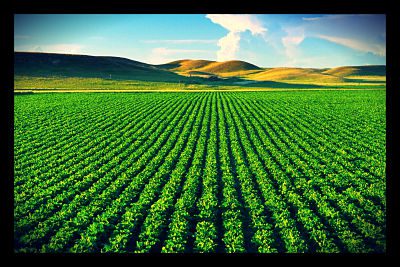GMOs_opt