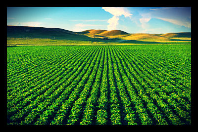 GMOs_opt