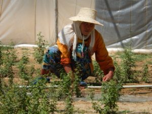 Gender Wage Gap in Tunisia