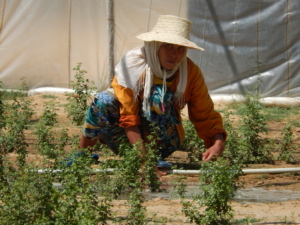 Gender Wage Gap in Tunisia