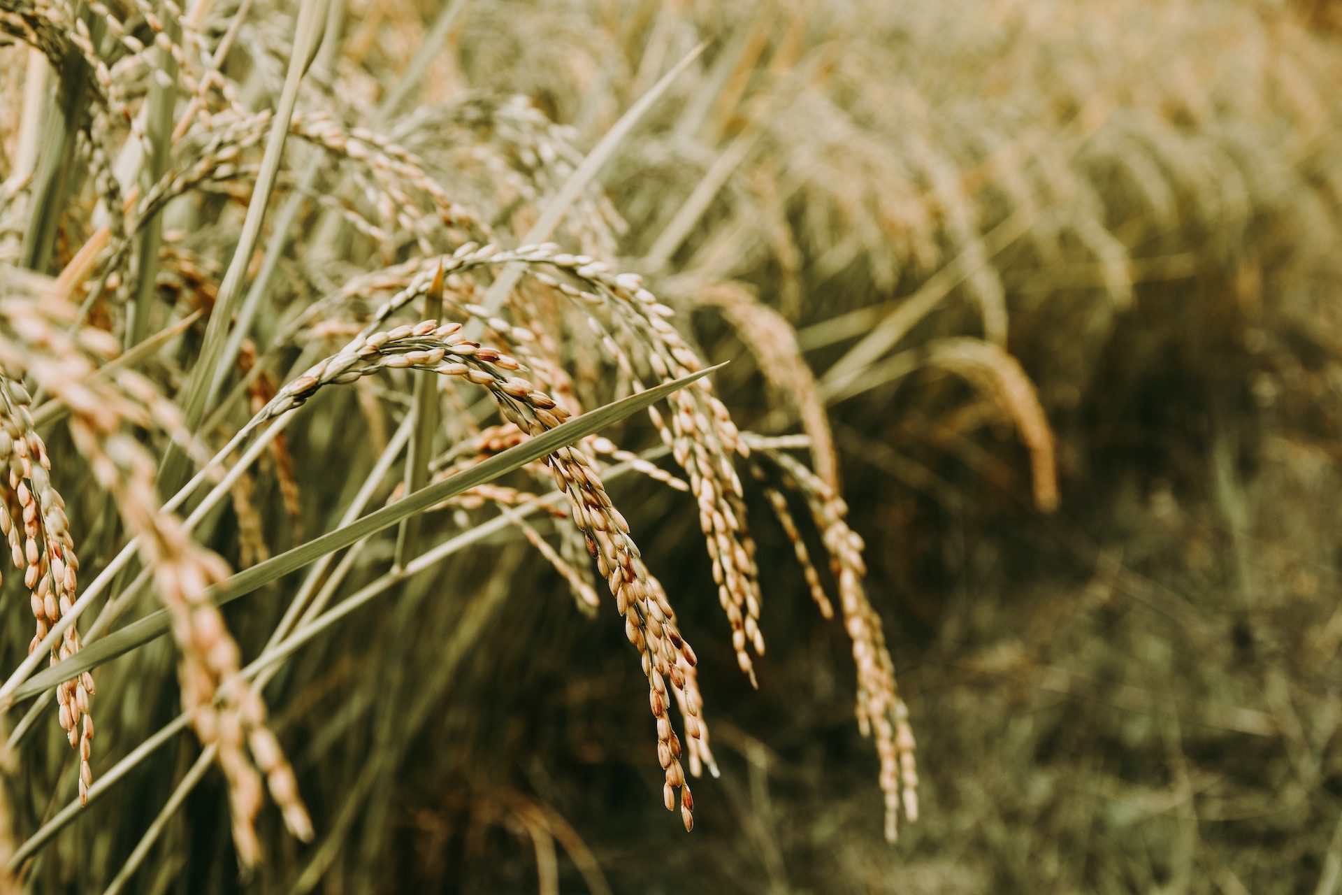 Genetically Modified Rice
