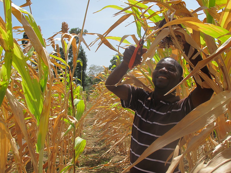 Global Food Insecurity: Trends and Policy Recommendations 