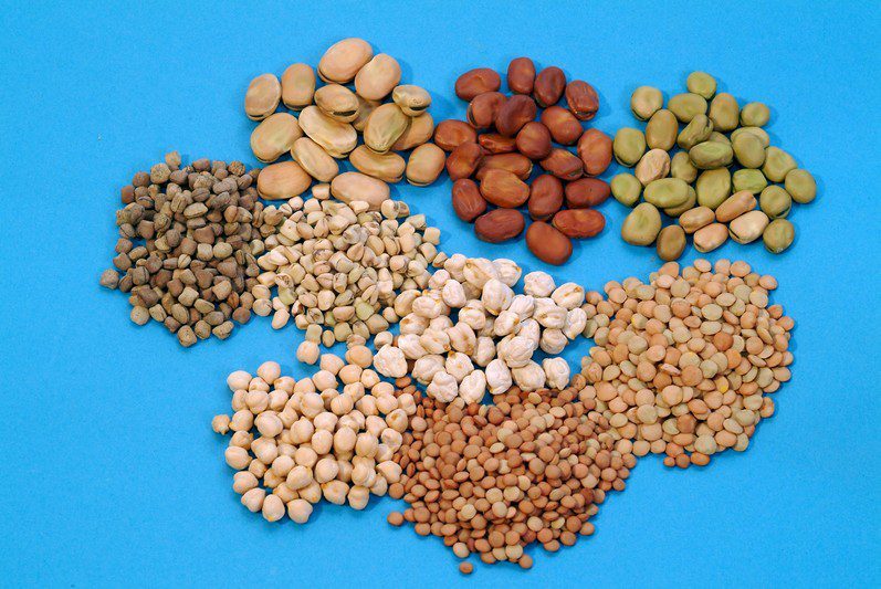 Global Seed Industry