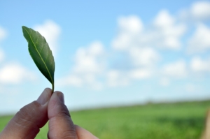 Guayaki’s ethical business