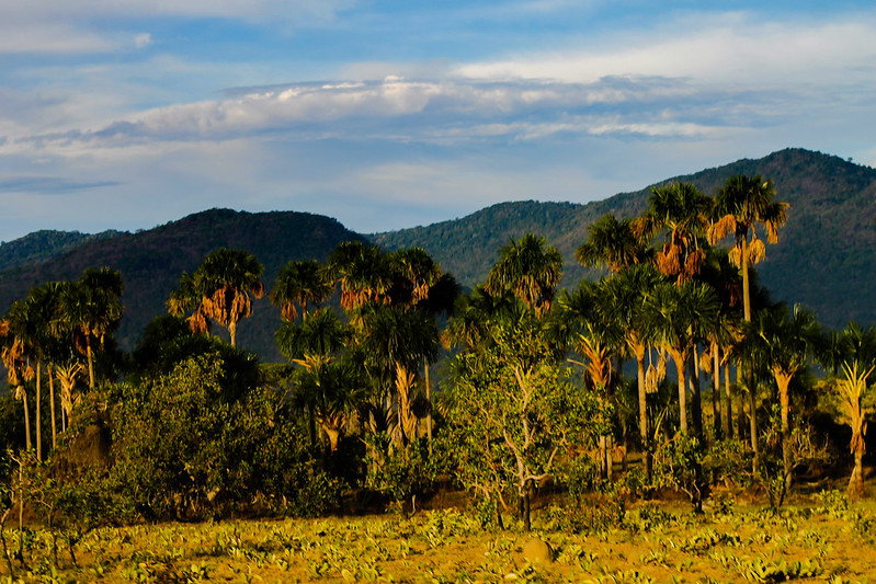 Guyana’s Forests