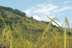 H2O in Nepal
