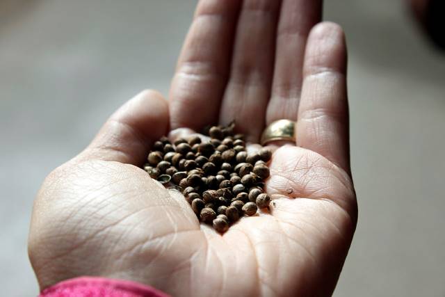 Hemp production in Pakistan