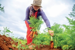 Home Gardens in Cambodia