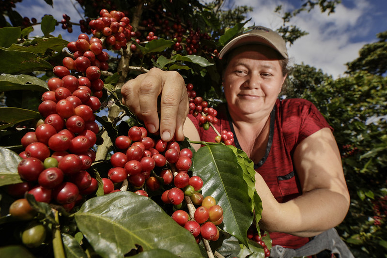 Biotechnology Can Alleviate Food Insecurity 