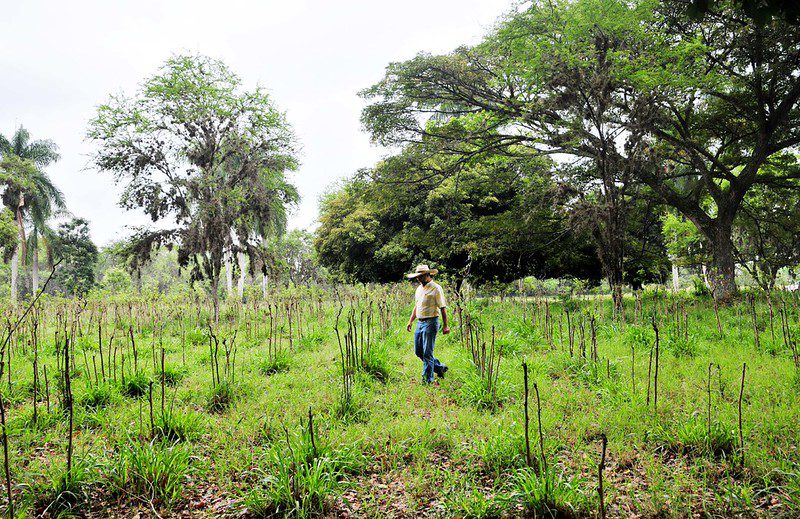 How Post-Conflict Reforestation in Colombia is Bringing Reconciliation and Economic Opportunity