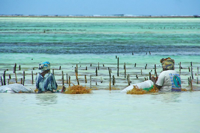 How Poverty Is Being Reduced by Seaweed in Indonesia