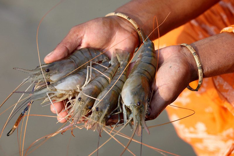 IMTA Shrimp Farms in Bangladesh