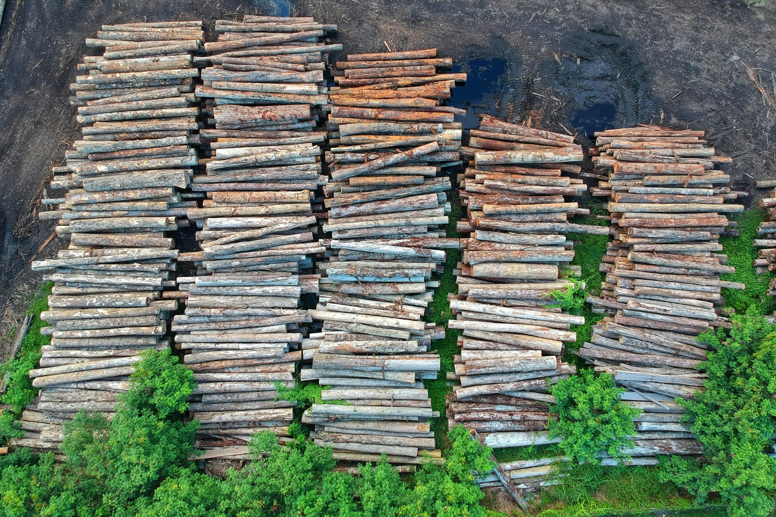 Illegal Timber