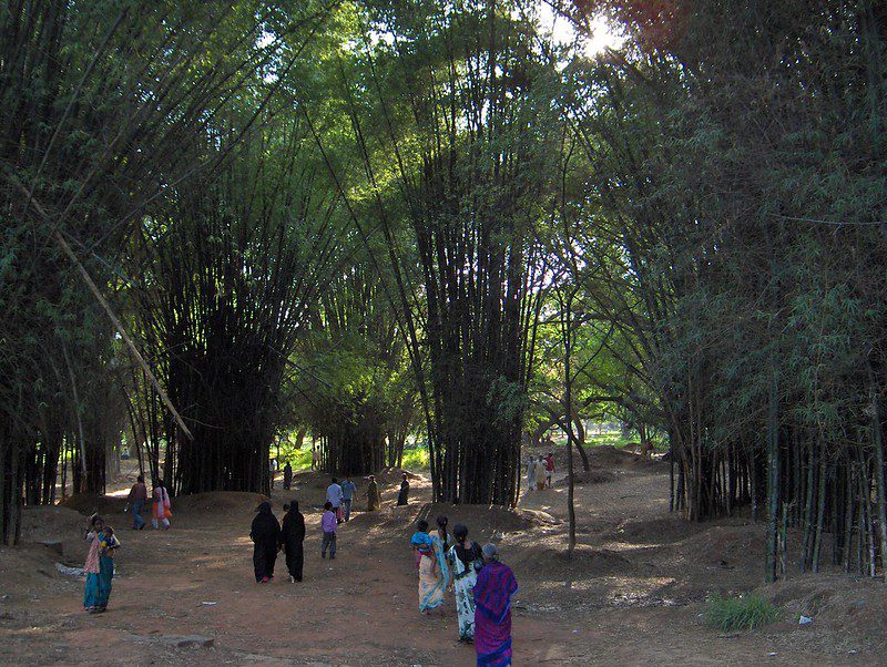 India's Forest Rights Act