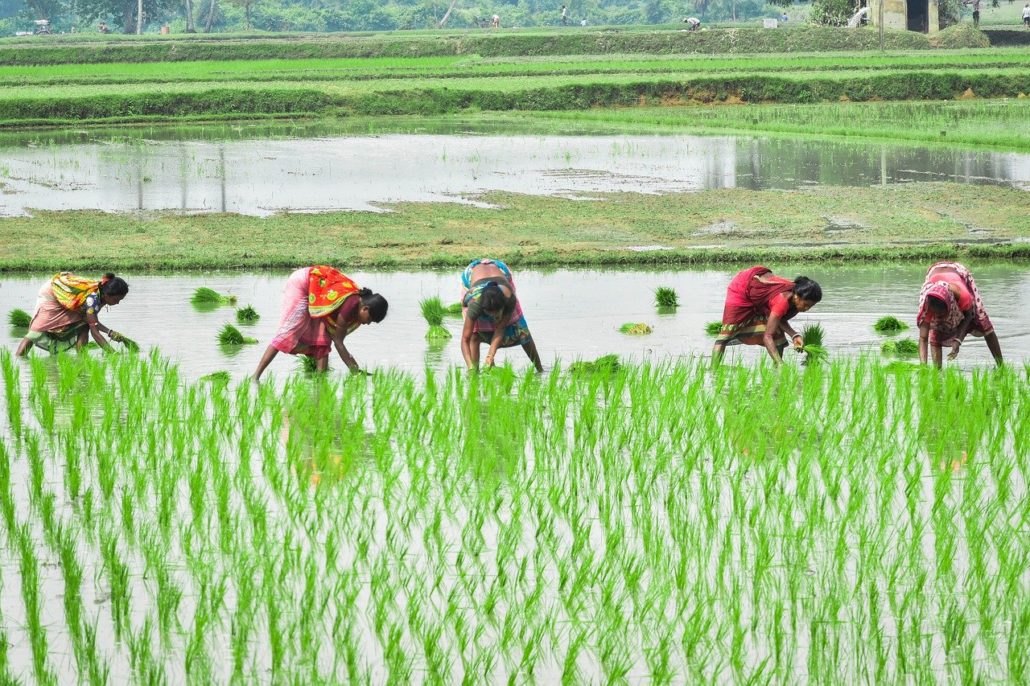 India’s Agricultural Supply Chain