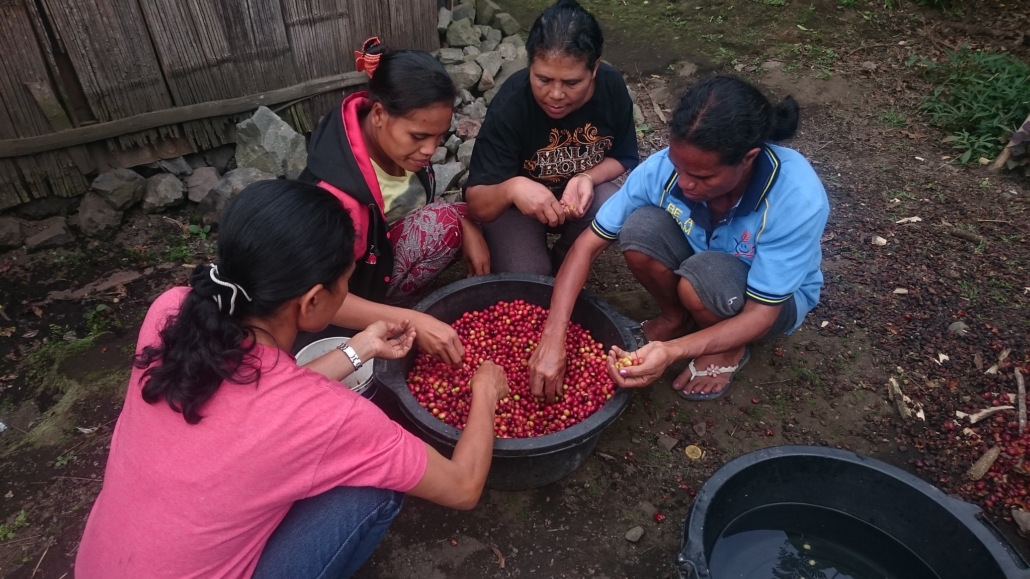 Indonesian Coffee Farming