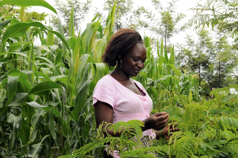 Insect Farming to Reduce Food Insecurity
