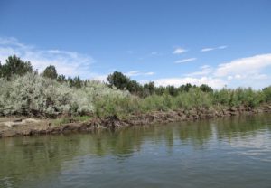 Clearing invasive water weeds in Senegal