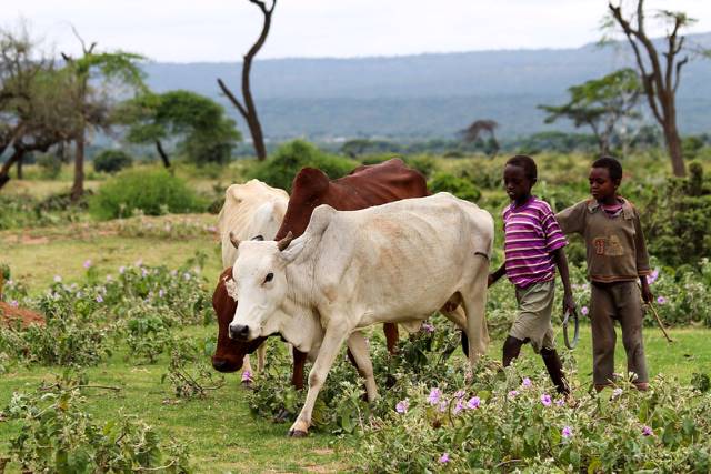 Jaguza Farm