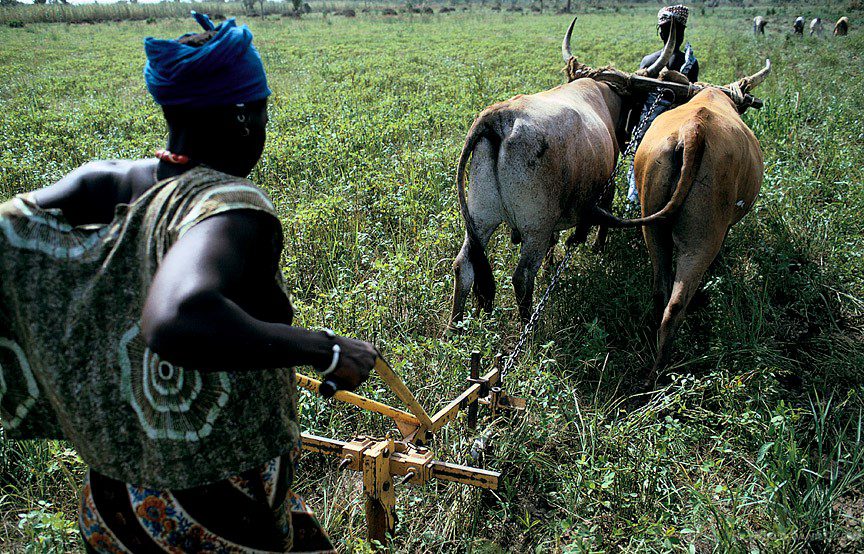 Livestock Fattening in Mali