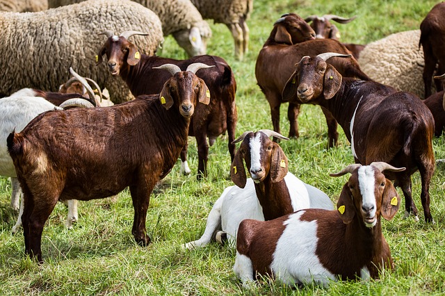 Livestock vaccination in Mosul