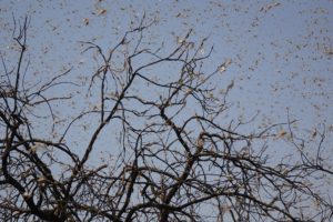 The Fight Against Locusts The Fight Against Locusts