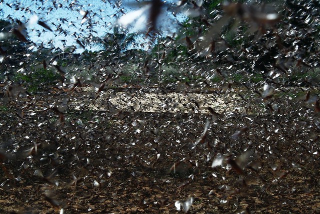 Locusts in East Africa